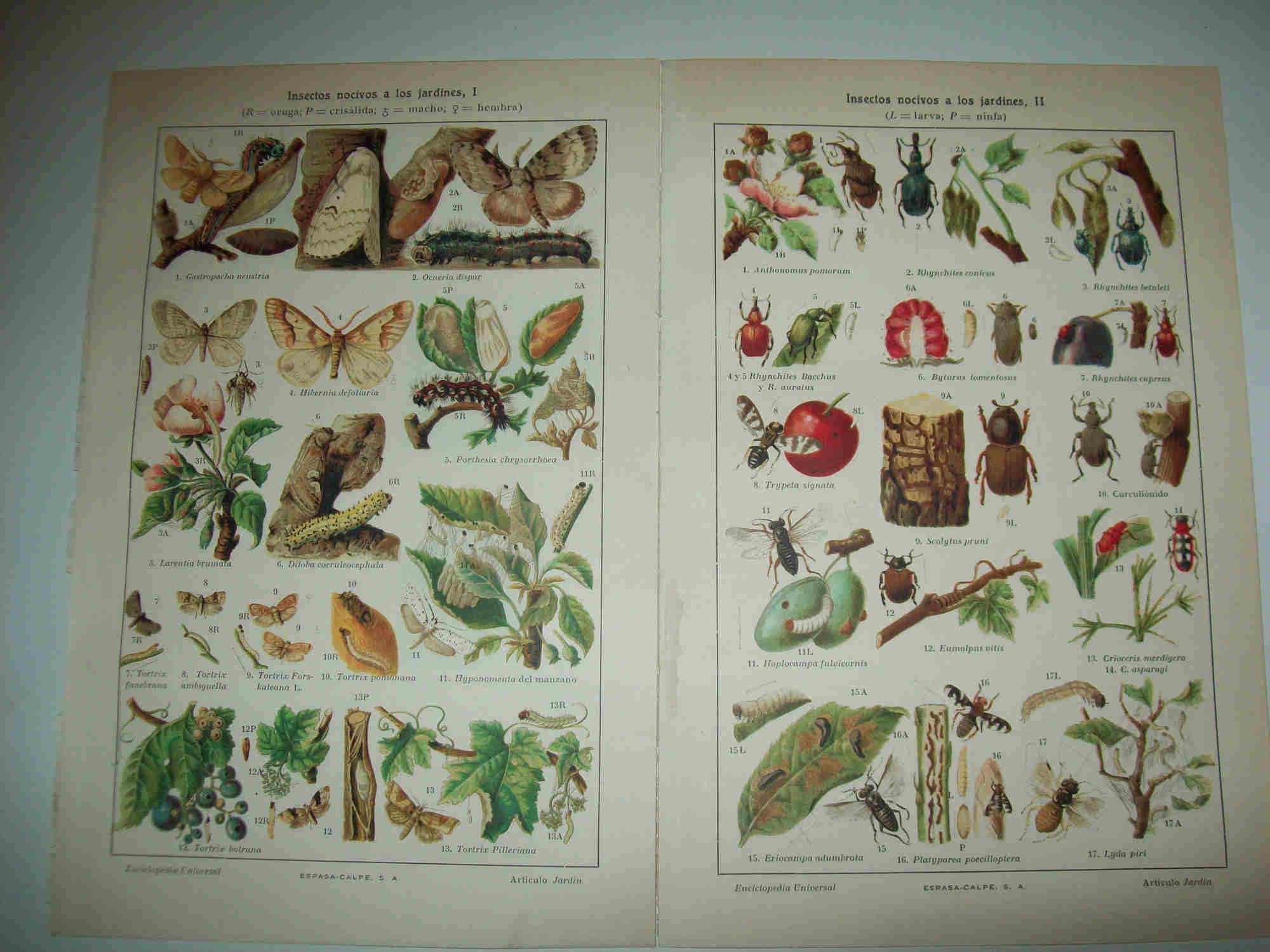 LAMINA ESPASA 20984: Insectos nocivos a  los jardines