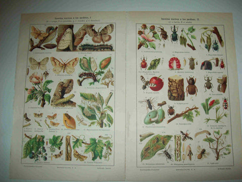 LAMINA ESPASA 20984: Insectos nocivos a  los jardines