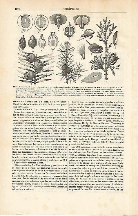 LAMINA ESPASA 14483: Flores y semillas de coniferas