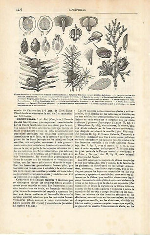 LAMINA ESPASA 14483: Flores y semillas de coniferas