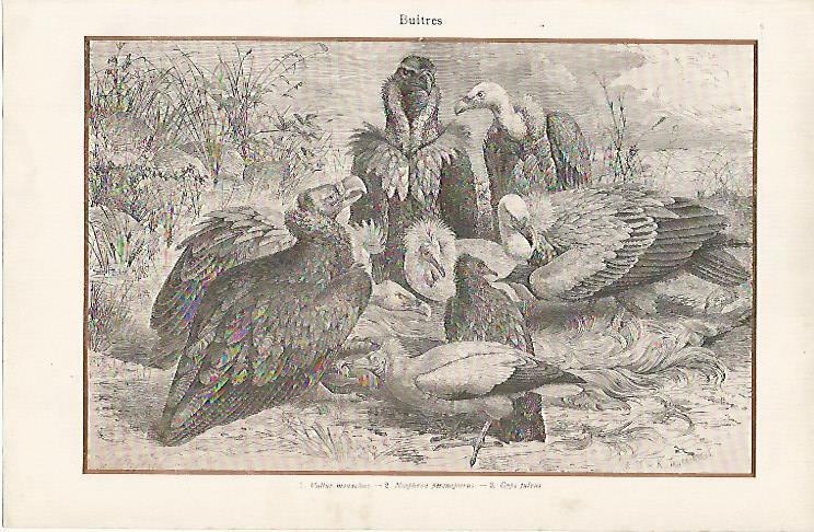 LAMINA ESPASA 11886: Buitres
