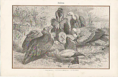 LAMINA ESPASA 11886: Buitres