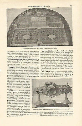 LAMINA ESPASA 23132: Petral de bronce de un caballo