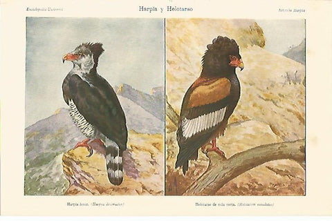 LAMINA ESPASA 532: Harpia y Helotarso