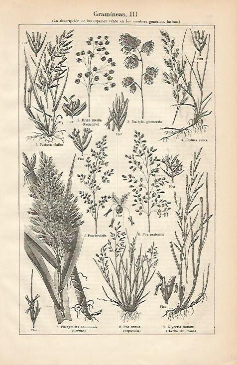 LAMINA ESPASA 2169: Gramineas II