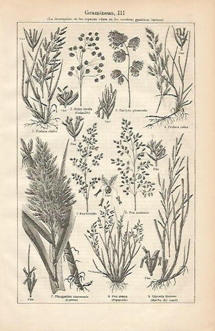 LAMINA ESPASA 2169: Gramineas II