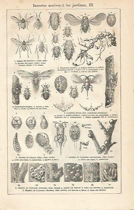 LAMINA ESPASA 6184: Insectos nocivos para jardin (II)