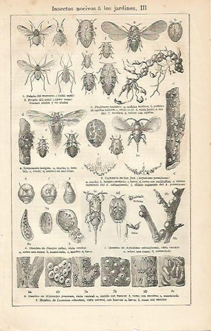 LAMINA ESPASA 6184: Insectos nocivos para jardin (II)
