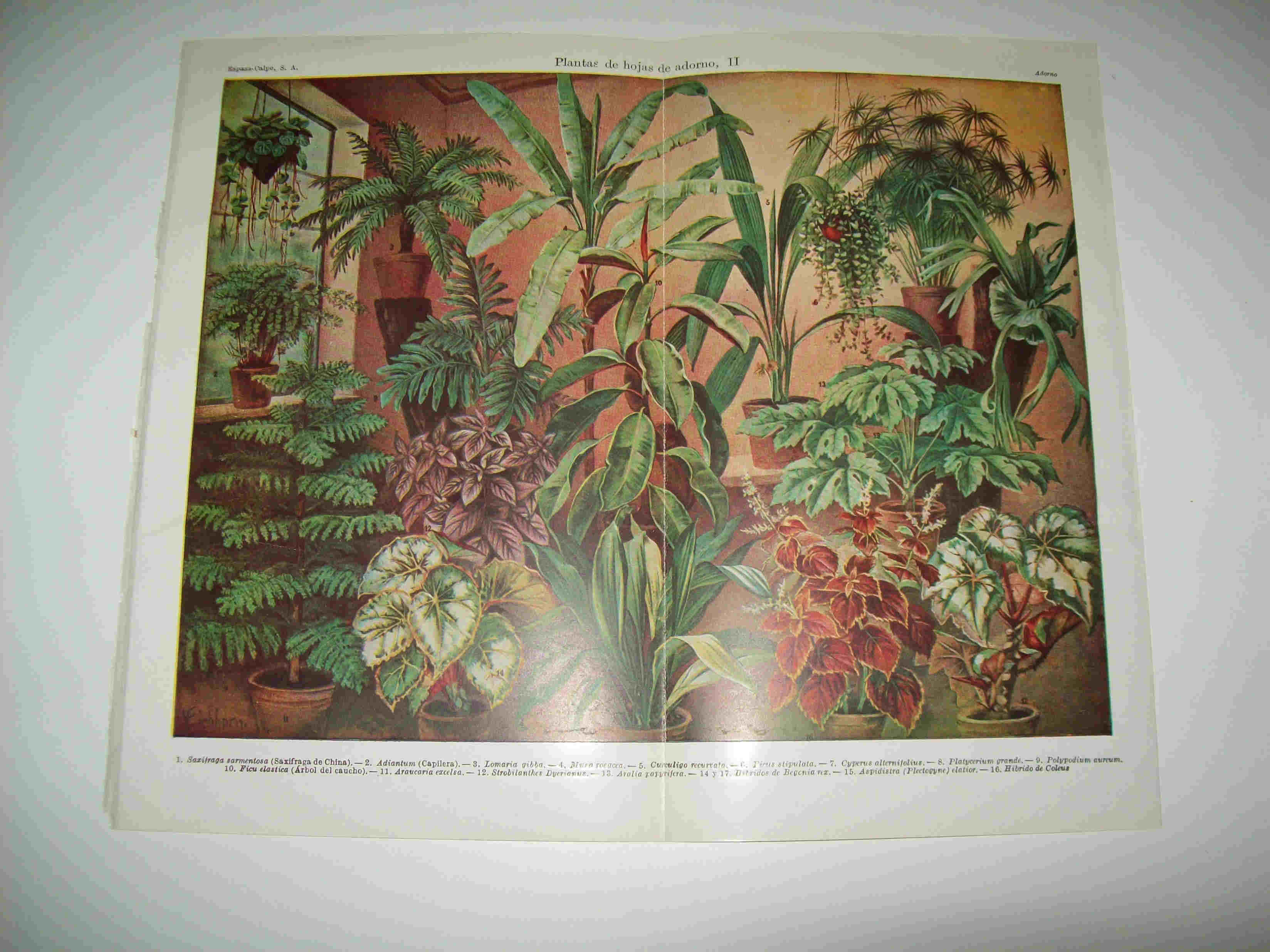 LAMINA ESPASA 8112: Plantas de adorno