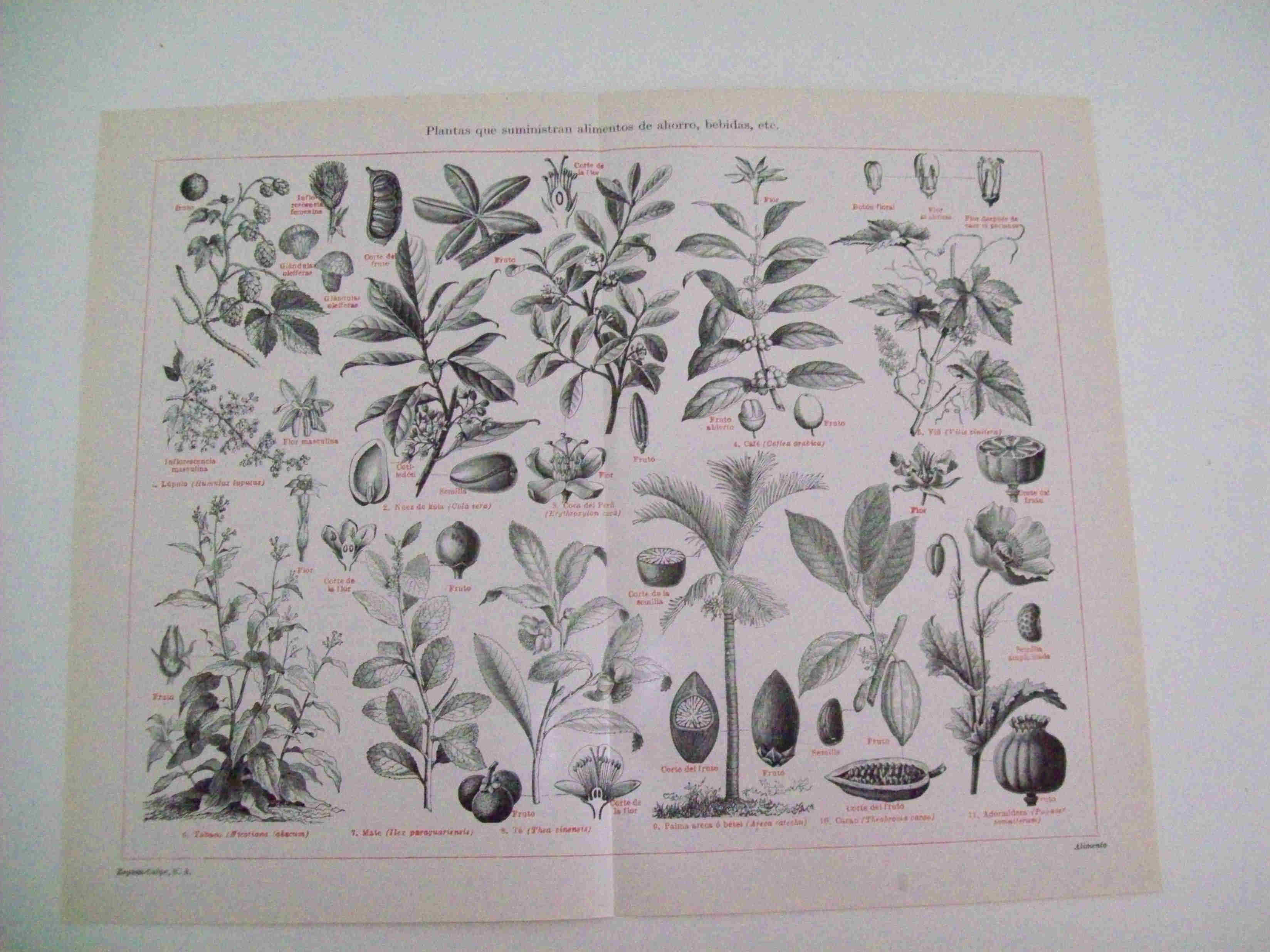 LAMINA ESPASA 11233:Plantas que suministran ahorro