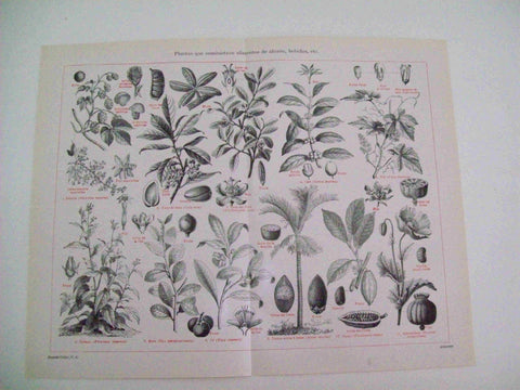 LAMINA ESPASA 11233:Plantas que suministran ahorro