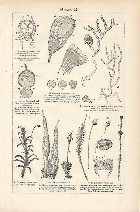 LAMINA ESPASA 10415: Especies de musgo