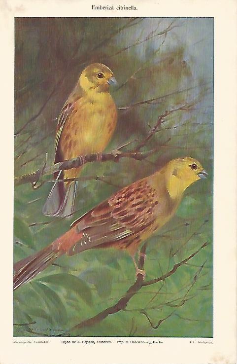 LAMINA ESPASA 6934: Emberiza citrinella