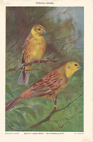LAMINA ESPASA 6934: Emberiza citrinella