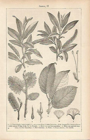 LAMINA ESPASA 19575: Especies de sauce