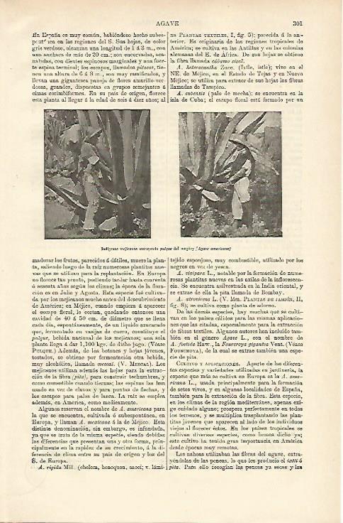 LAMINA ESPASA 12610: Mexicanos extrayendo puique del maguey
