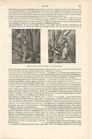 LAMINA ESPASA 12610: Mexicanos extrayendo puique del maguey