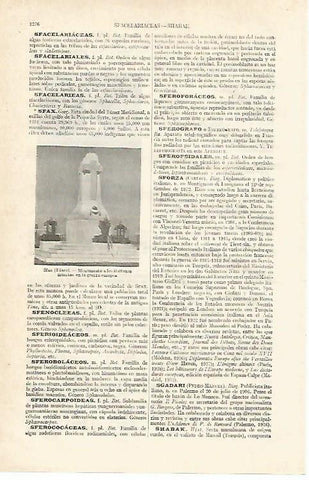 LAMINA ESPASA 14116: Monumento a los italianos muertos en Sfax Tunez