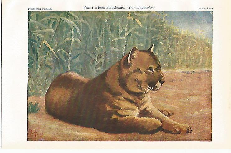 LAMINA ESPASA 20626: Puma