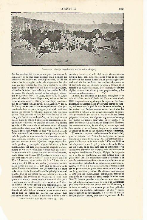 LAMINA ESPASA 13036: Avestruces en una granja de Egipto