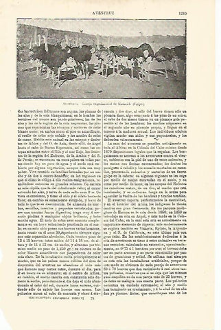 LAMINA ESPASA 13036: Avestruces en una granja de Egipto