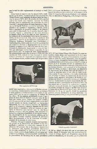 LAMINA ESPASA 19075: Caballo y toro de Argentina