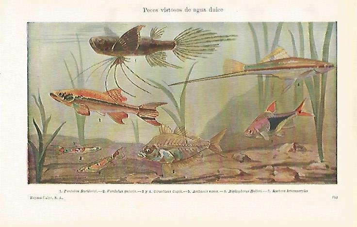 LAMINA ESPASA 23168: Peces de agua dulce