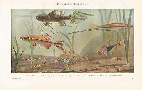 LAMINA ESPASA 23168: Peces de agua dulce