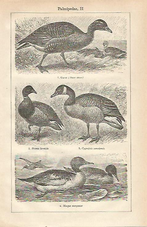 LAMINA ESPASA 23482: Garso Brania bernicla Cygnopsis canadensis y Mergus merganser