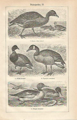 LAMINA ESPASA 23482: Garso Brania bernicla Cygnopsis canadensis y Mergus merganser
