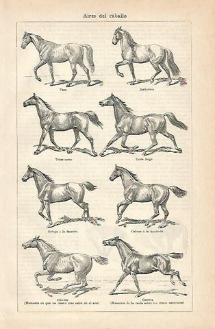 LAMINA De ESPASA 00121: Aires del caballo