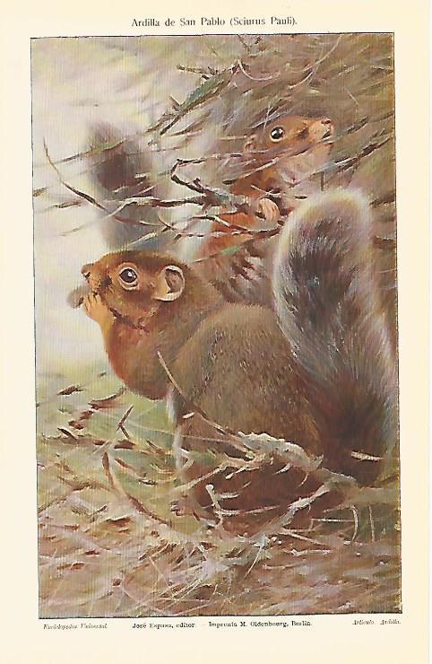 LAMINA ESPASA 5549: Ardilla de San Pablo o Sciurus Pauli