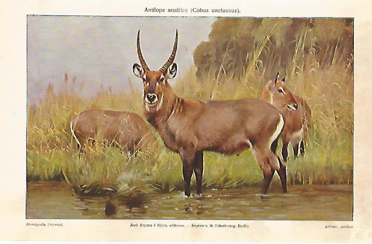 LAMINA ESPASA 7022: Antilope acuatico o Cobus unctuosus