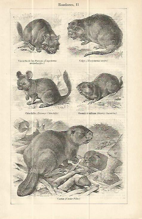 LAMINA ESPASA 13742: Castor coipu chinchilla y otros roedores