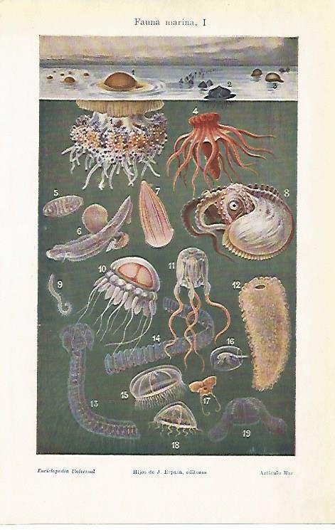 LAMINA ESPASA 4034: Fauna marina