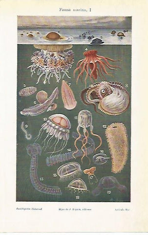 LAMINA ESPASA 4034: Fauna marina