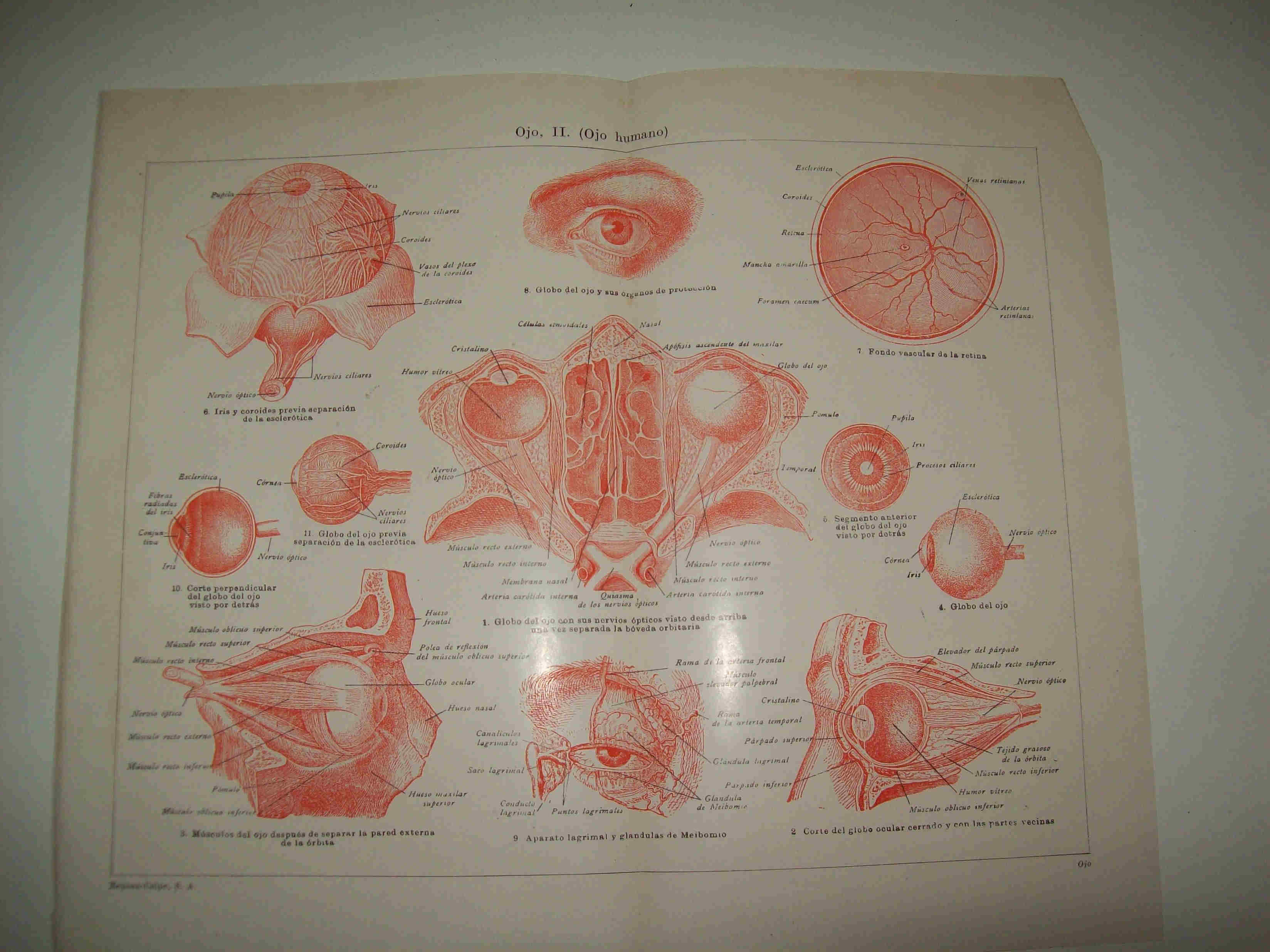 LAMINA ESPASA 21350: Ojo humano
