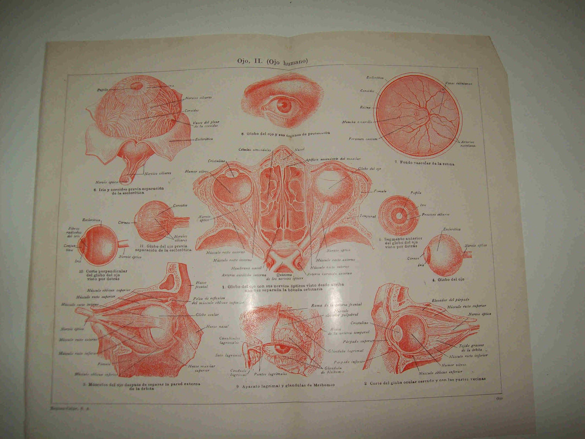LAMINA ESPASA 21350: Ojo humano