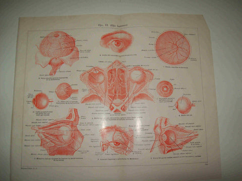 LAMINA ESPASA 21350: Ojo humano