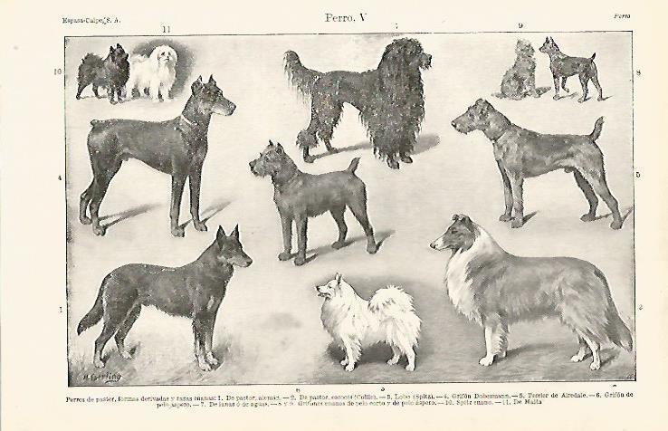 LAMINA ESPASA 15783: Perros de pastor