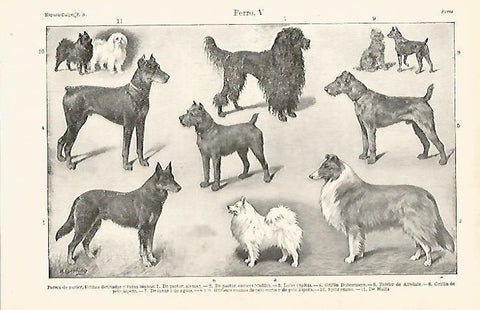 LAMINA ESPASA 15783: Perros de pastor