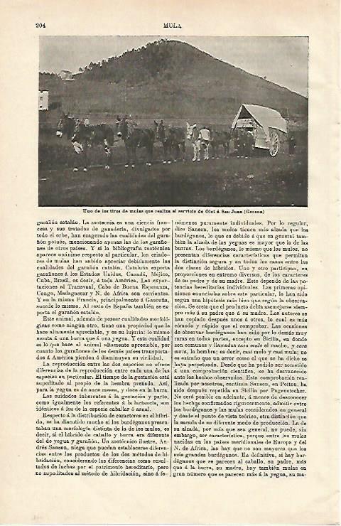 LAMINA ESPASA 24481: Tiro de mulas que realiza el servicio Olot - Sant Joan en Girona