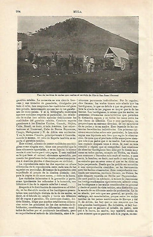 LAMINA ESPASA 24481: Tiro de mulas que realiza el servicio Olot - Sant Joan en Girona