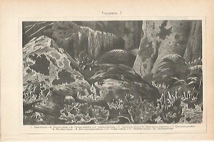 LAMINA ESPASA 25741: Especies de Liquenes