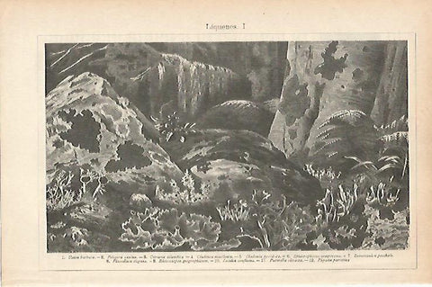 LAMINA ESPASA 25741: Especies de Liquenes