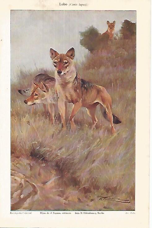LAMINA ESPASA 25792: Lobo