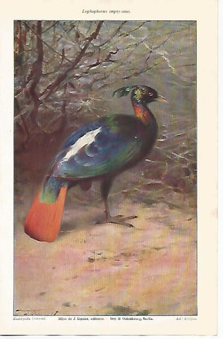 LAMINA ESPASA 25827: Lophophorus impeyanus
