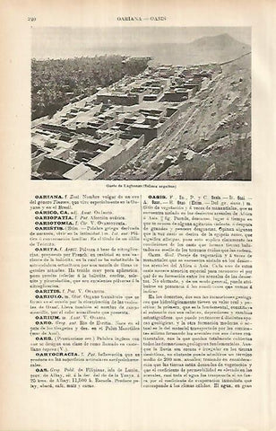 LAMINA ESPASA 25874: Oasis de Laghonat Argelia