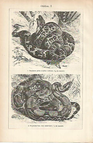 LAMINA ESPASA 25978: Serpiente piton y serpiente boa