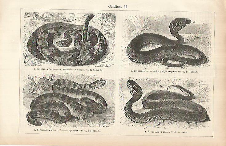 LAMINA ESPASA 25979: Especies de ofidios